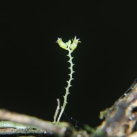 Taeniophyllum alwisii Lindl.